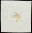 Jurassic Fossil Insect - Solnhofen Limestone #52506-1